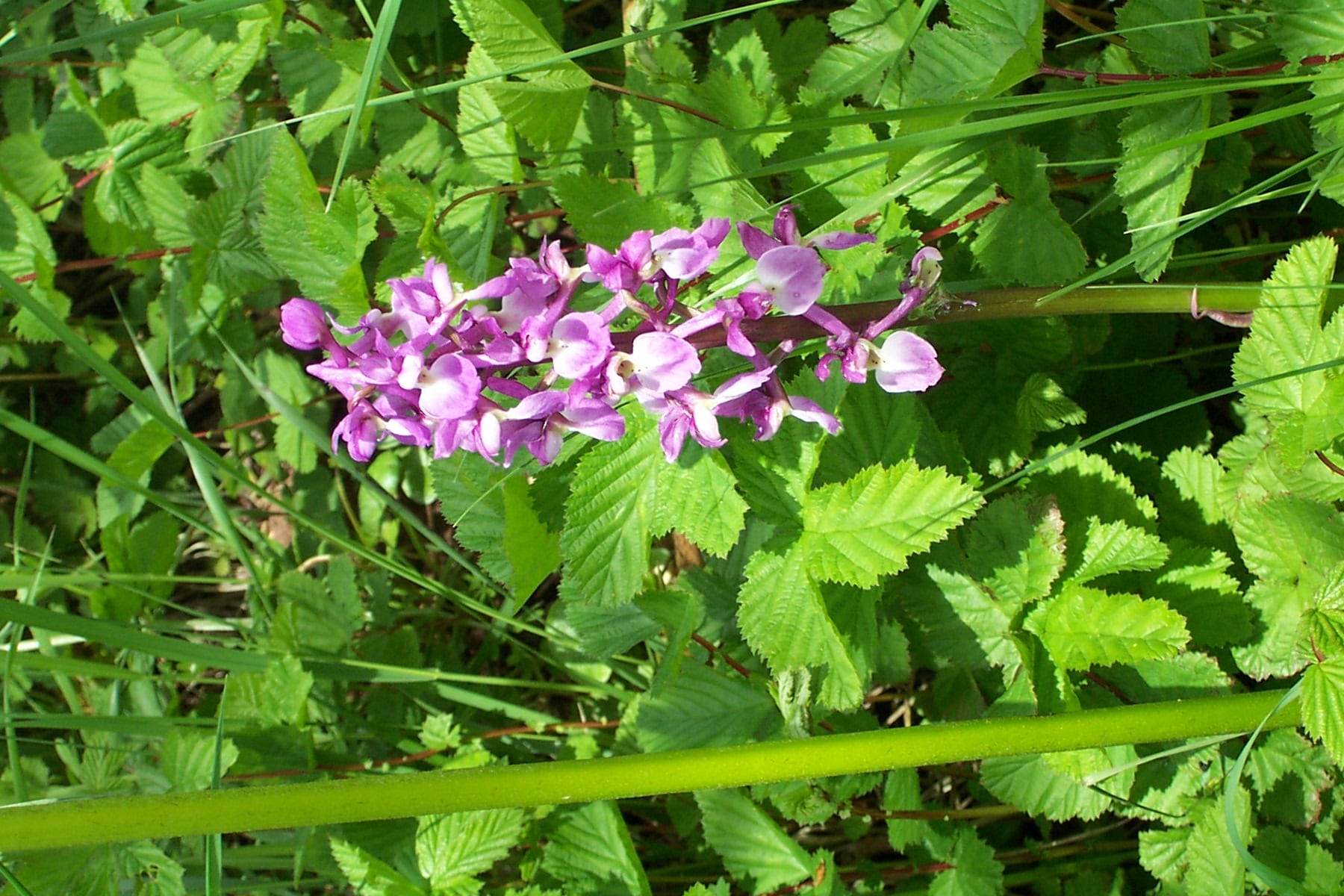 Early Purple Orchid