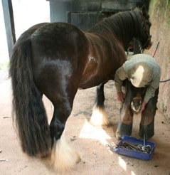 Farrier with Horse