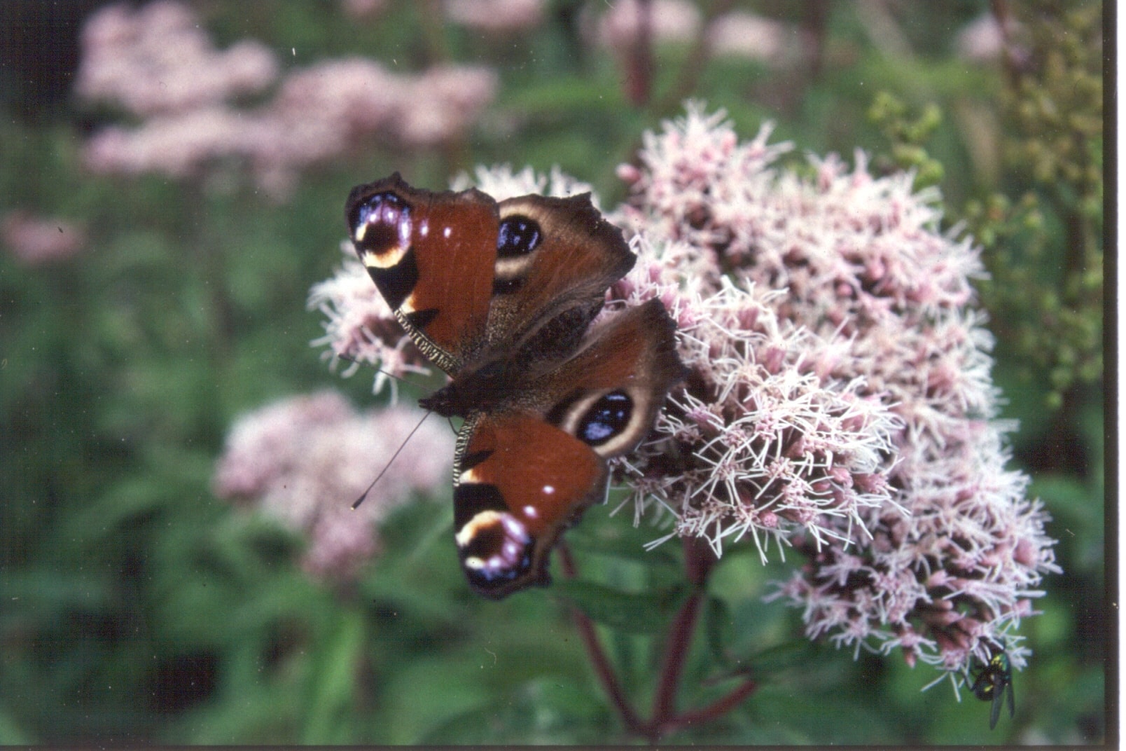 Peacock Butterfly