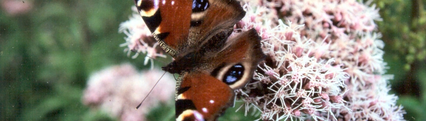 Wildlife